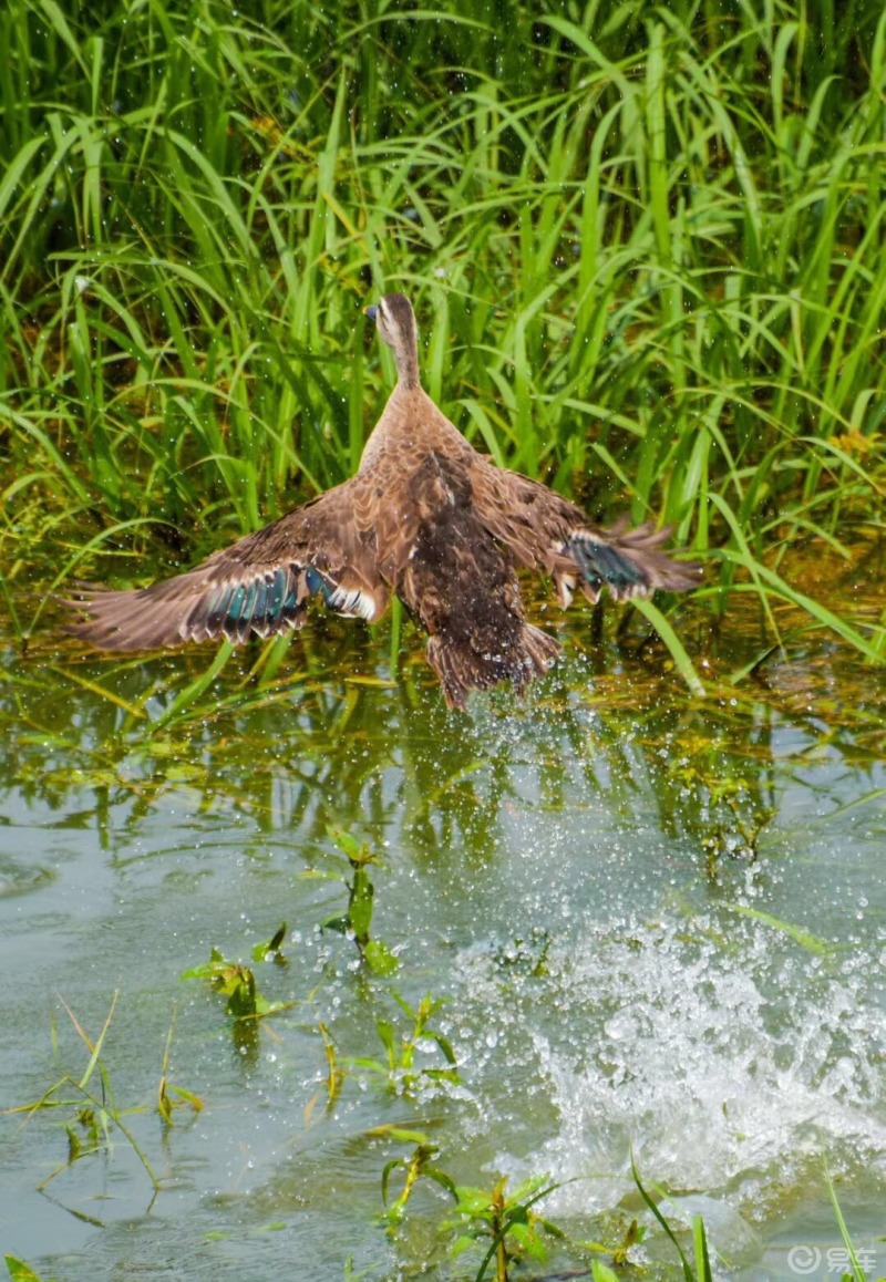 六月# 爱干净的野鸭子67洞庭湖水位持续上涨,平常难以拍到的野鸭子