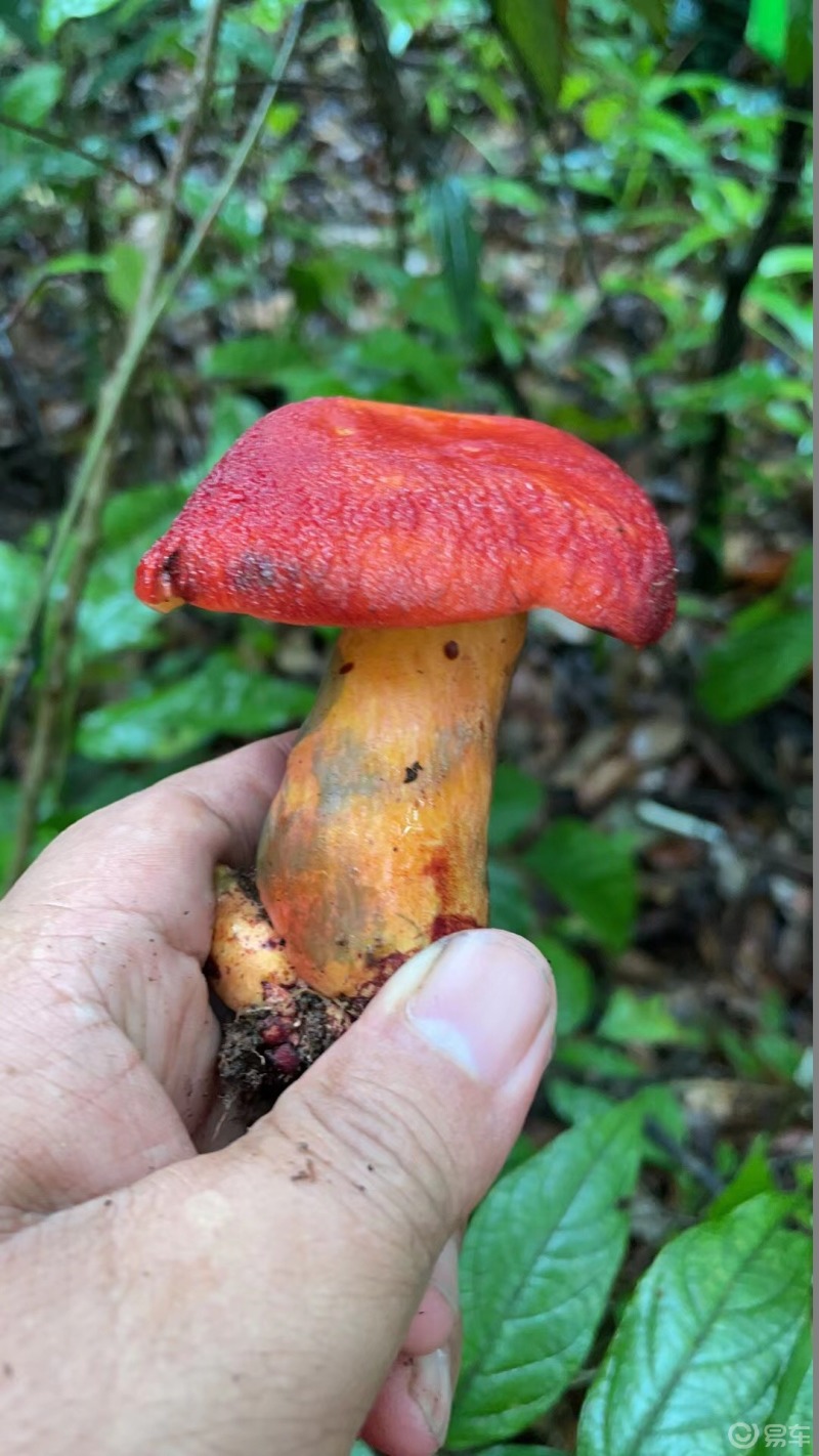 红伞伞白杆杆吃完一起躺板板