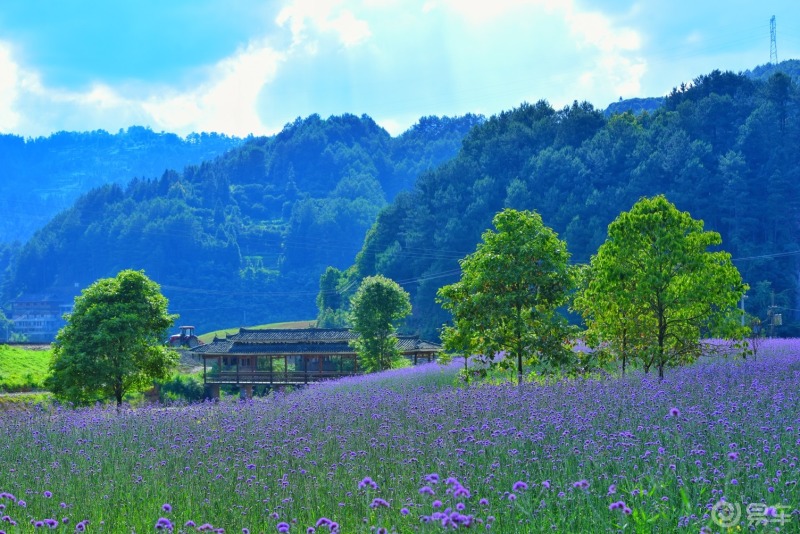 周末自驾怀恩堡花海,来一场美丽的邂逅