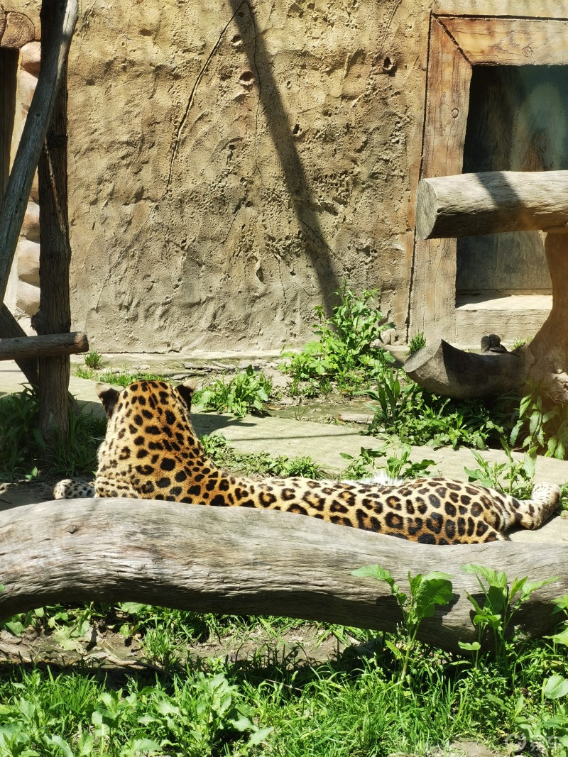 带你和孩子一起畅游南通森林野生动物园_探岳社区_易车社区