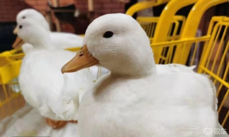 柯尔鸭(call duck),别名:小叫鸭;原产于荷兰9997.