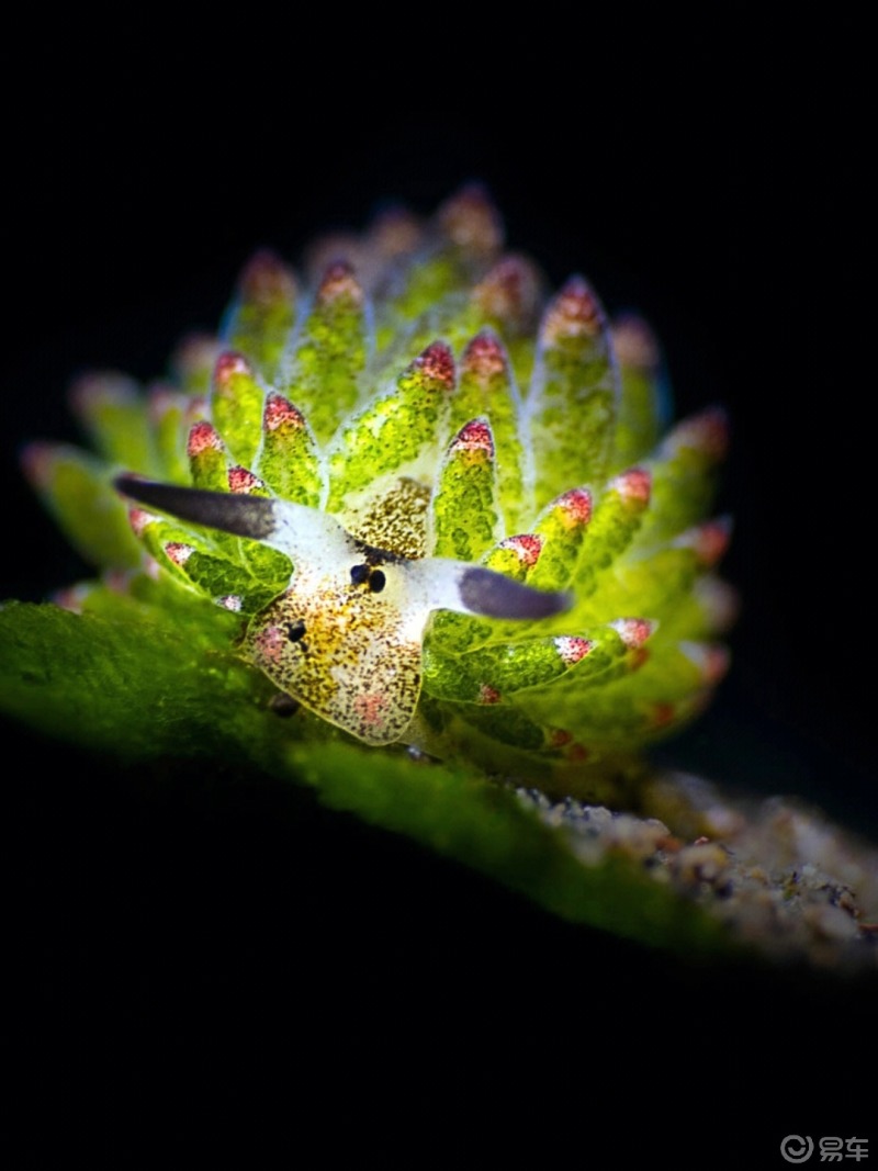 [吐舌头h]小绵羊海蛞蝓(costasiella kuroshimae),或者可
