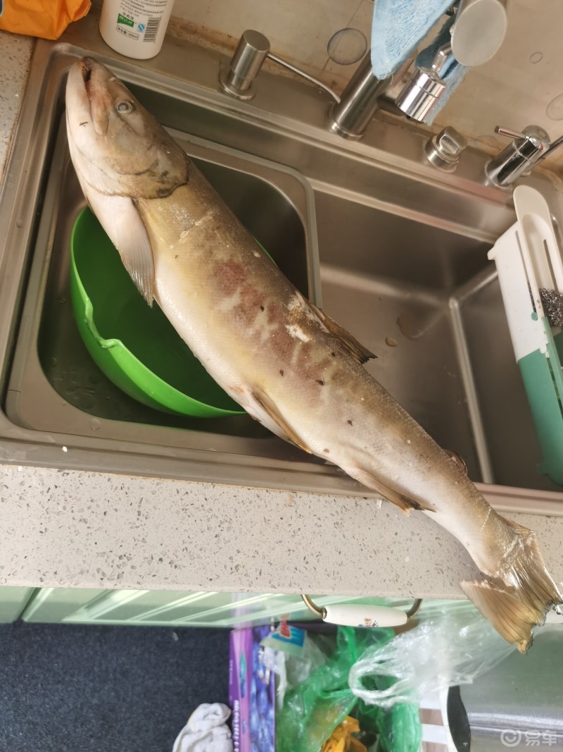 大马哈鱼,黑龙江回游鱼