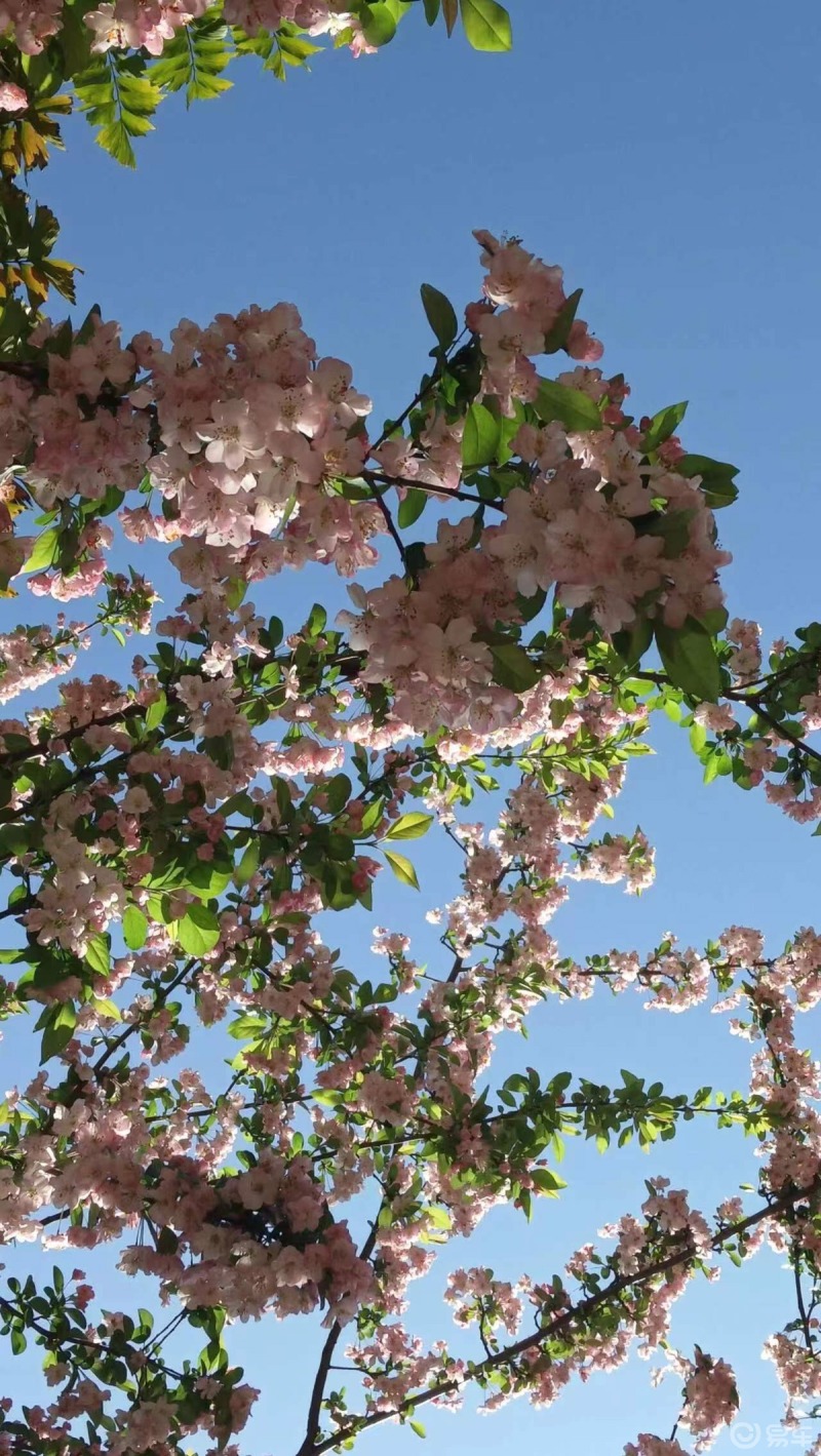 春日赏花季_polo社区_易车社区