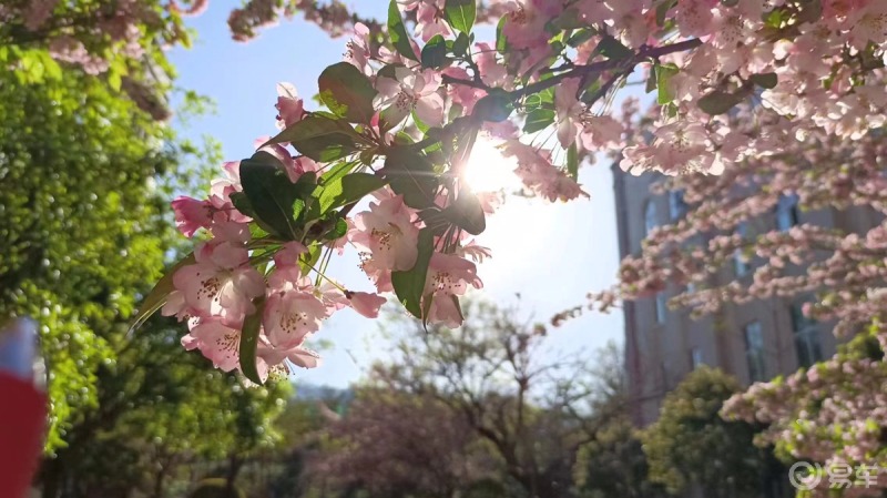 春日赏花季_polo社区_易车社区
