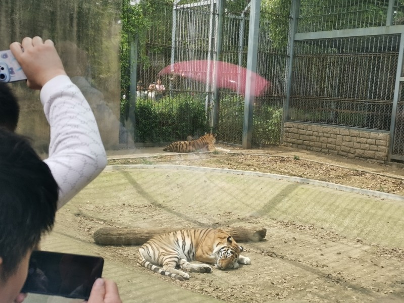 六一儿童节陪娃游上方山动物园