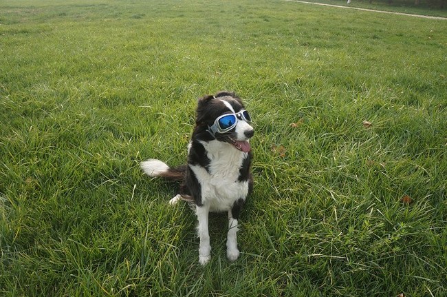 【【萌宠进行时】皮团之飞行员】_宠物当家论坛_汽车论坛-易车网