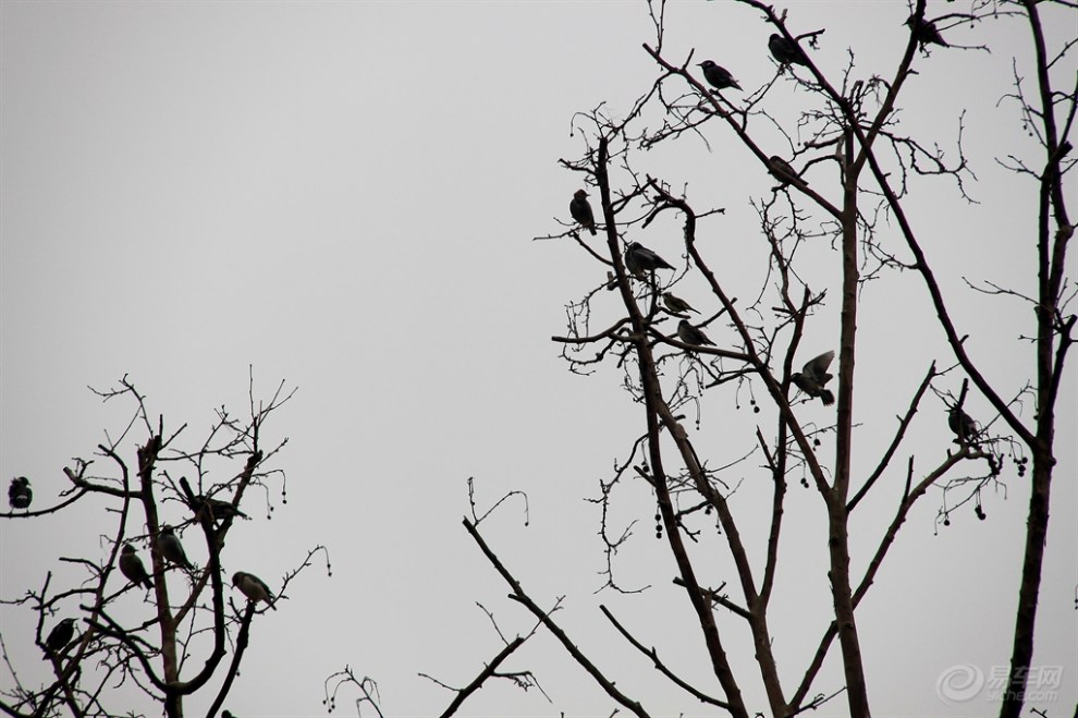 秋风老树寒鸦