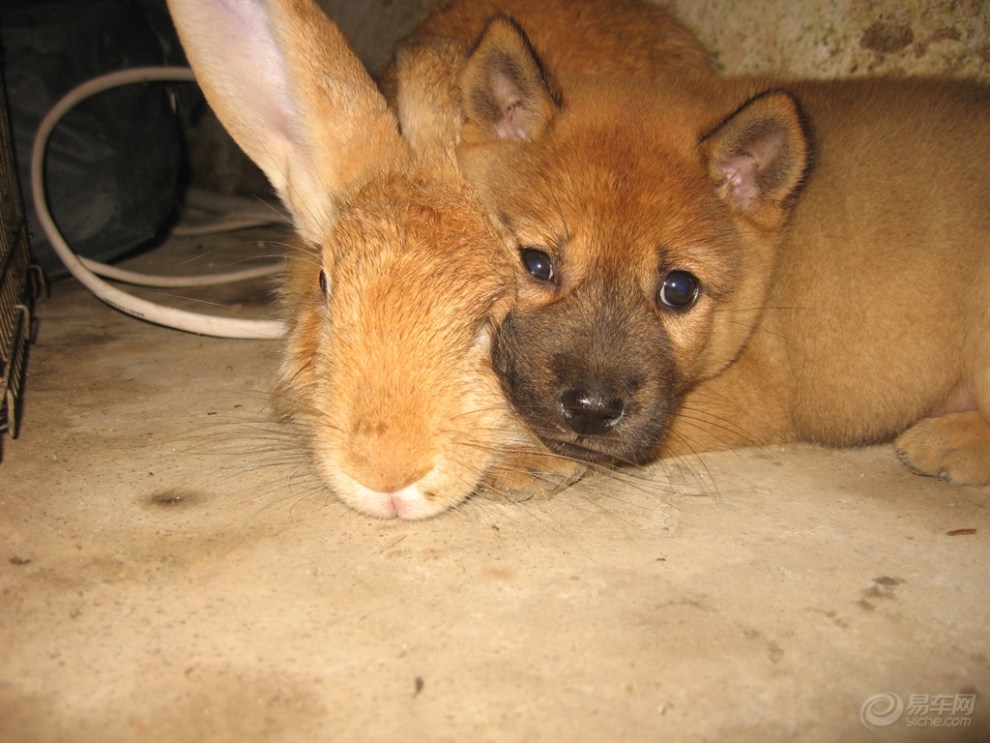 【家有二货】萌物小夫妻大秀恩爱
