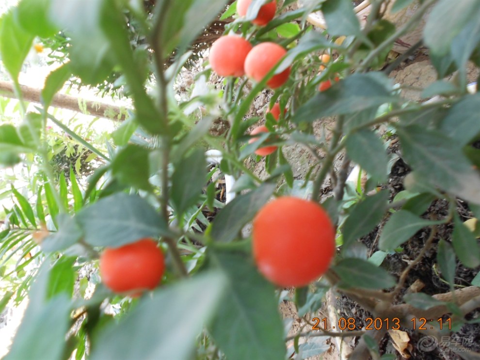 【活跃陕西论坛】欣赏——假樱桃