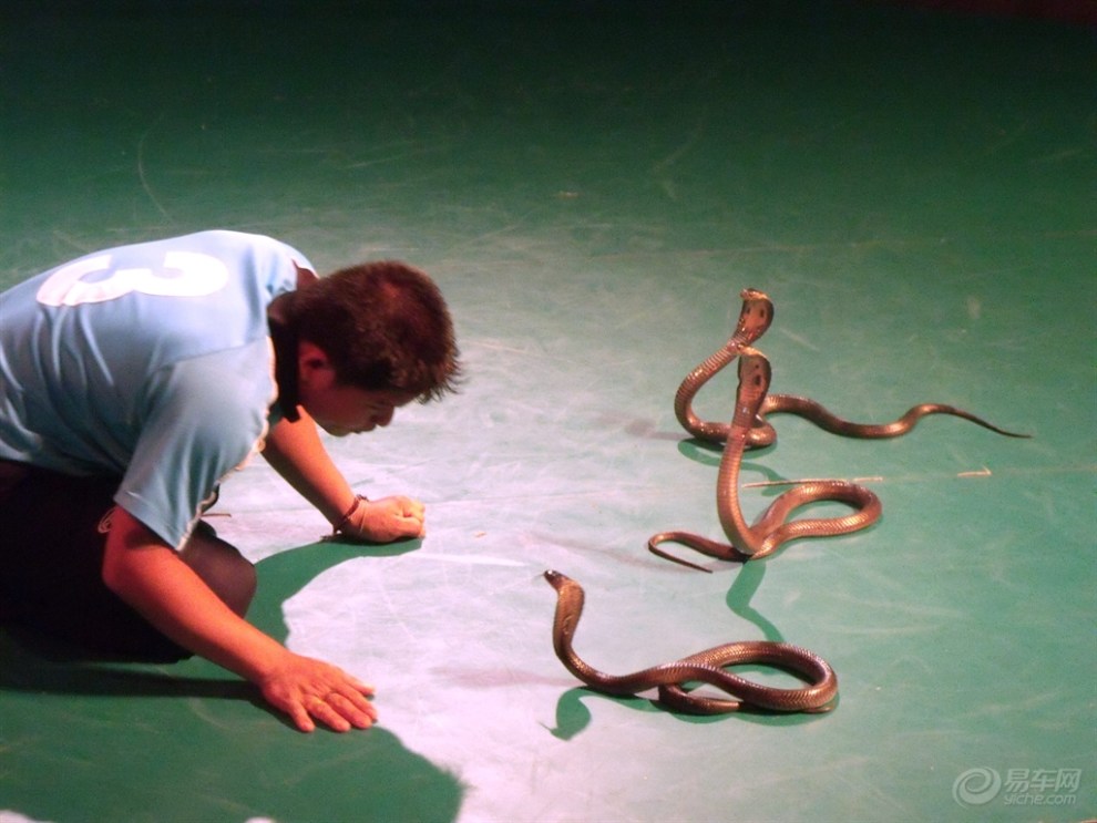 【泰国行】看看曼谷的蛇文化表演