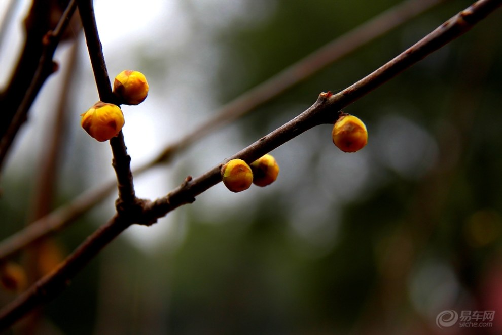 崭新一朵含风露,恰似西厢待月来