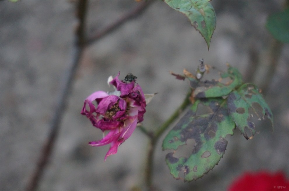 残花缀在繁枝上 32