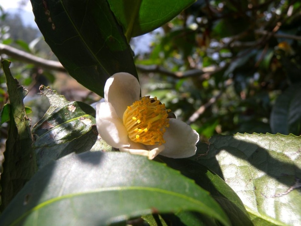 探访原生态信宜大雾岭野生茶