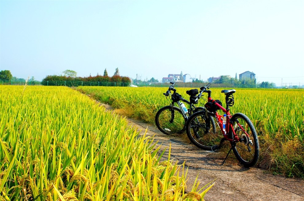 【秋之韵】游骑在丰收的田野里