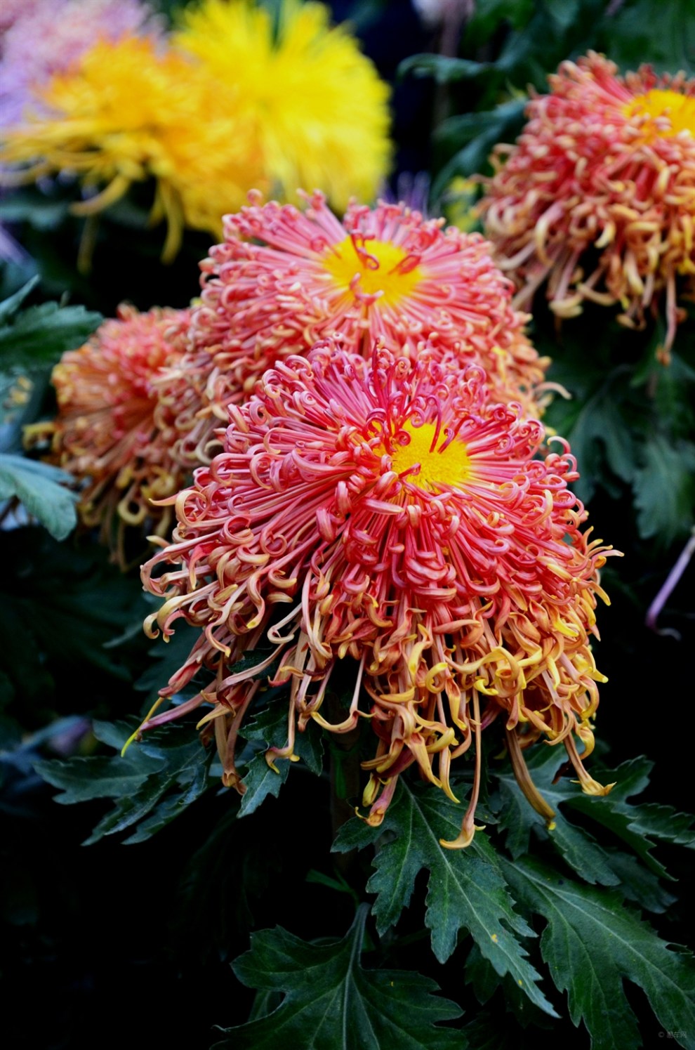 曲水流觞,菊景交融——南通第二十五届菊花展掠影