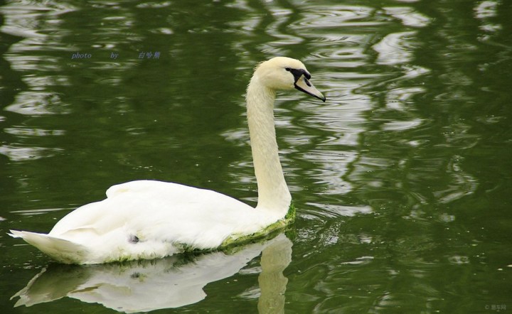 【宠物随手拍】天鹅