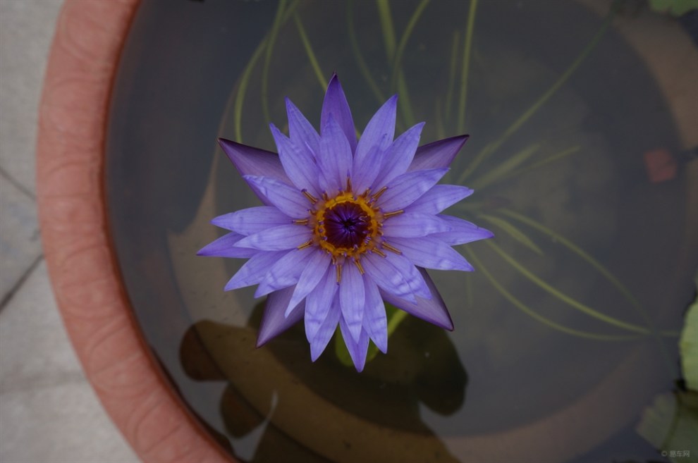 【每日图鉴】水莲花