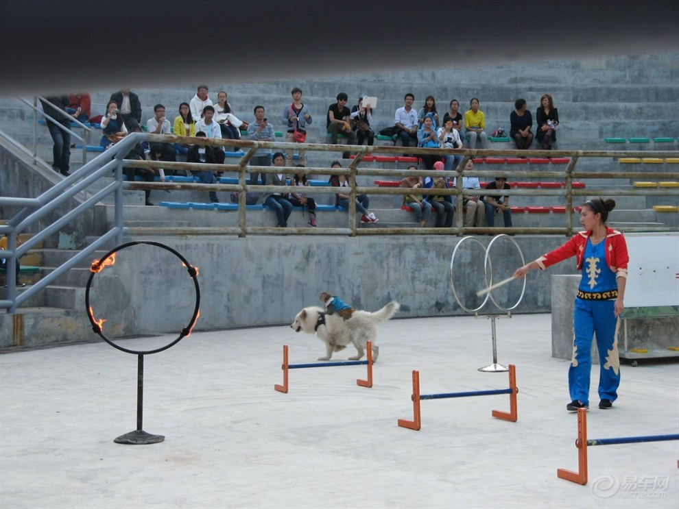 [原创]森林动物园小动物表演,明星哈利及他的玩伙伴们