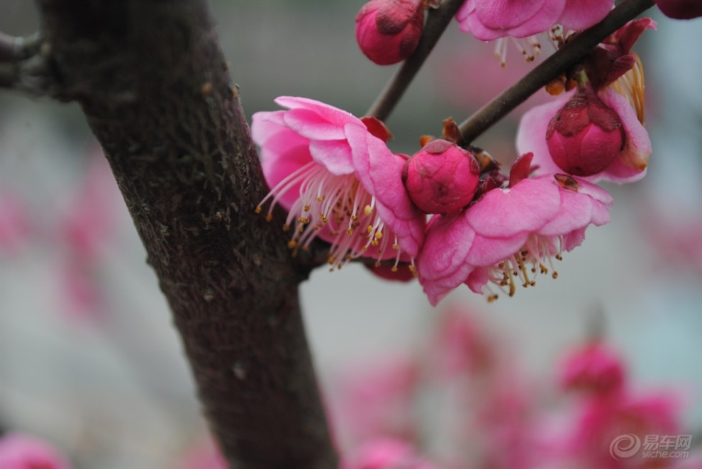 行攝家鄉行道梅花樹景觀尋拍段梅花時韻