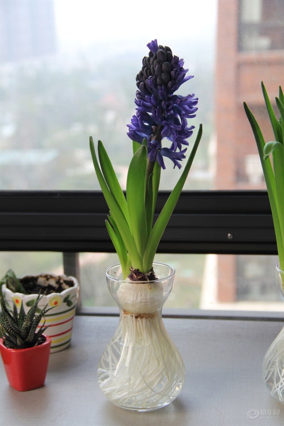 春暖花开了 风信子也很香的嘛