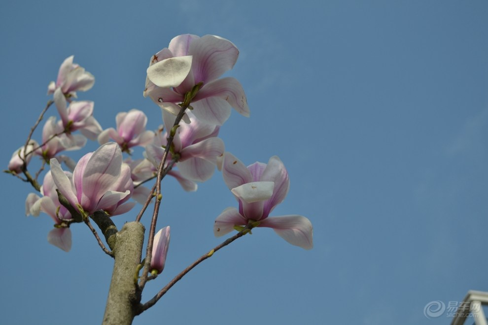 玉蘭花隨拍