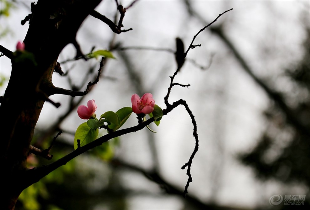 光皮木瓜小小花