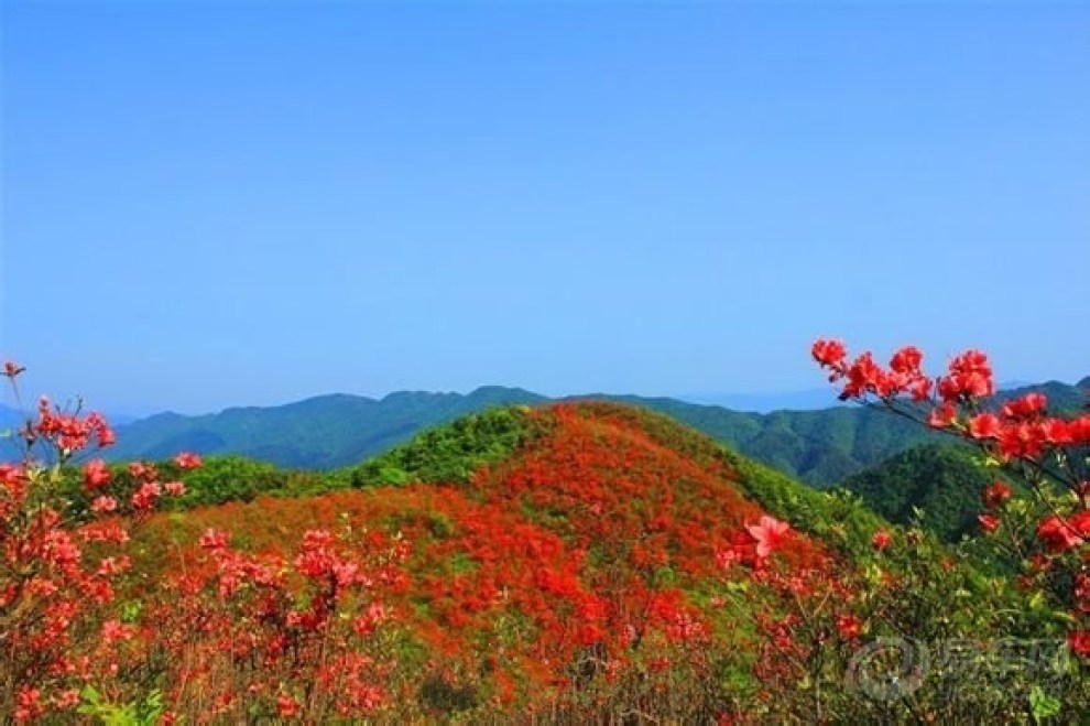 【廣寒寨美景 千畝原始杜鵑花已盡相開放】_江西社區圖片集錦_汽車