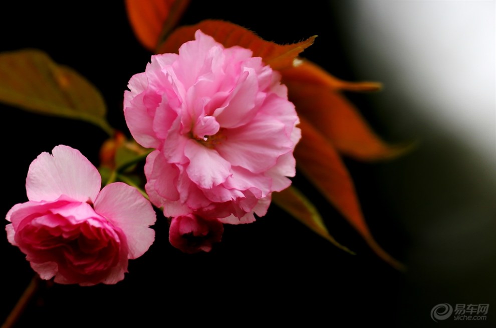 九重春色醉樱花二