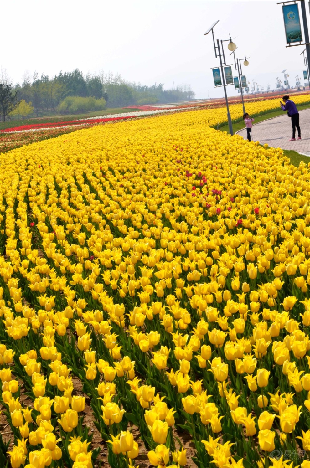 【踏青賞花】五一遊,看那400萬株鬱金香組成的花海