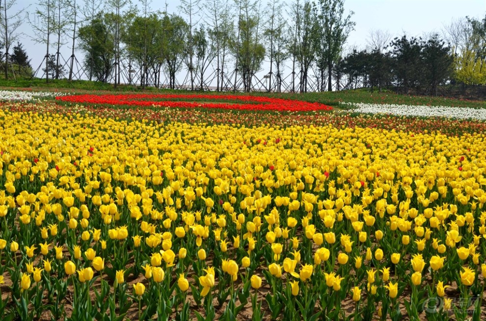 【踏青賞花】五一遊,看那400萬株鬱金香組成的花海