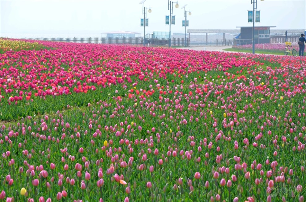 【踏青賞花】五一遊,看那400萬株鬱金香組成的花海