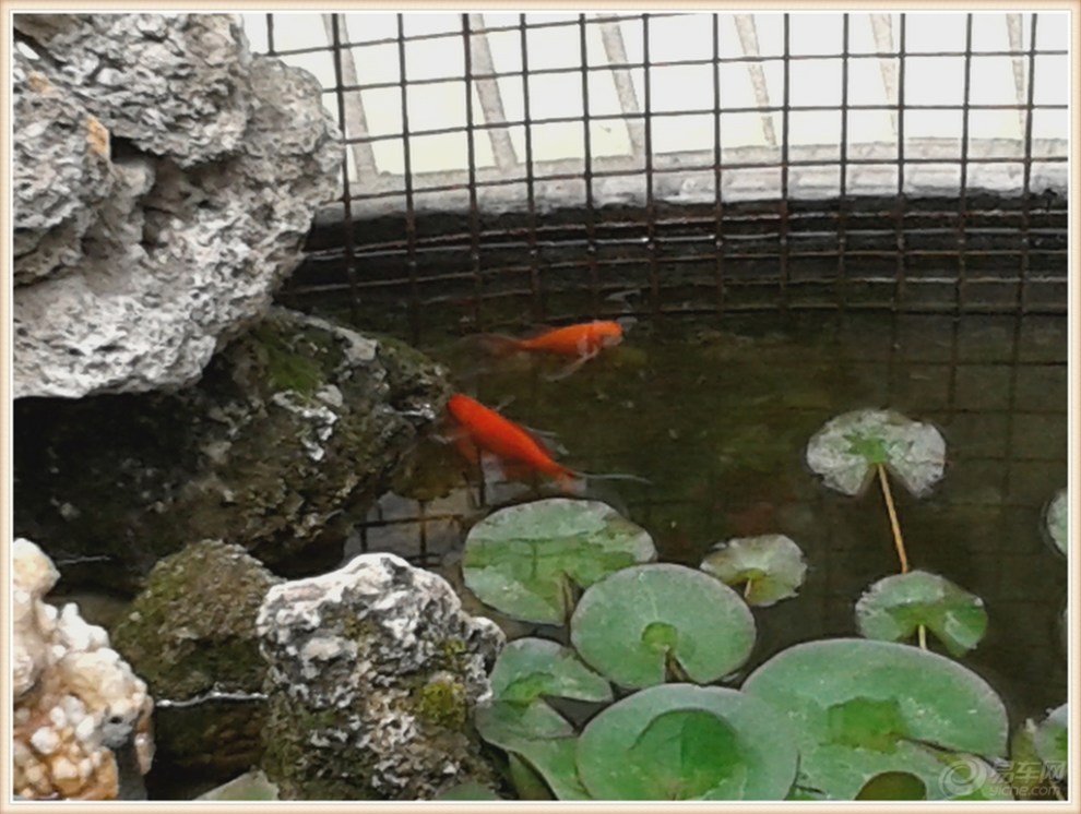 【原创】樱桃红 花儿艳 鱼游荷叶间