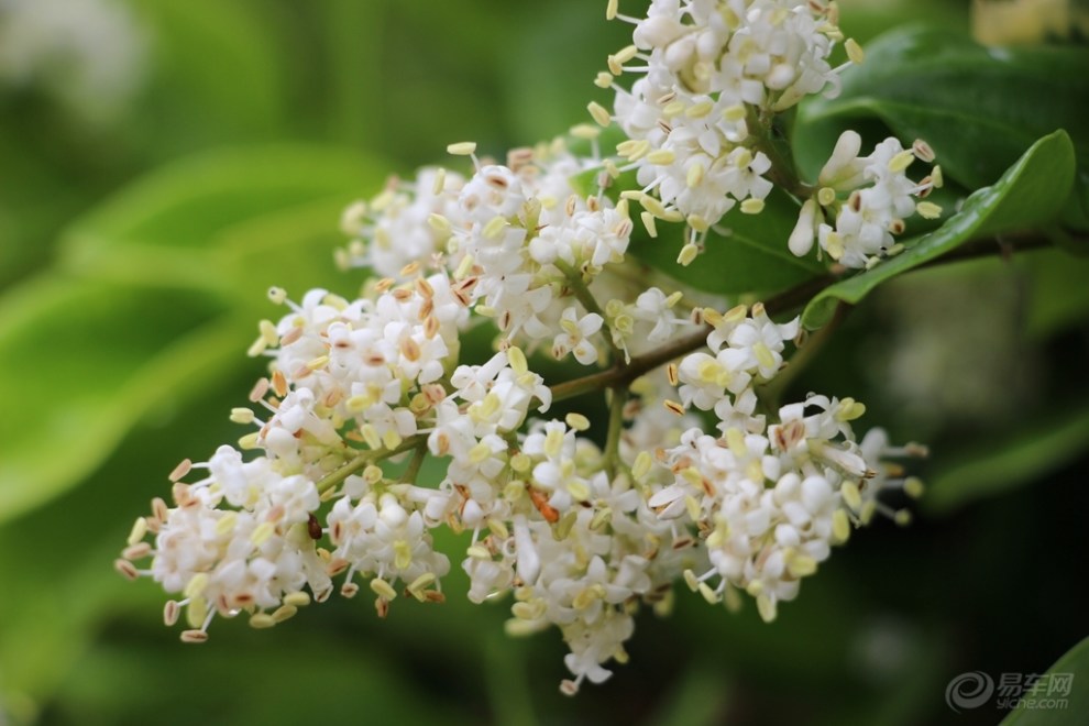 【原创】金叶女贞