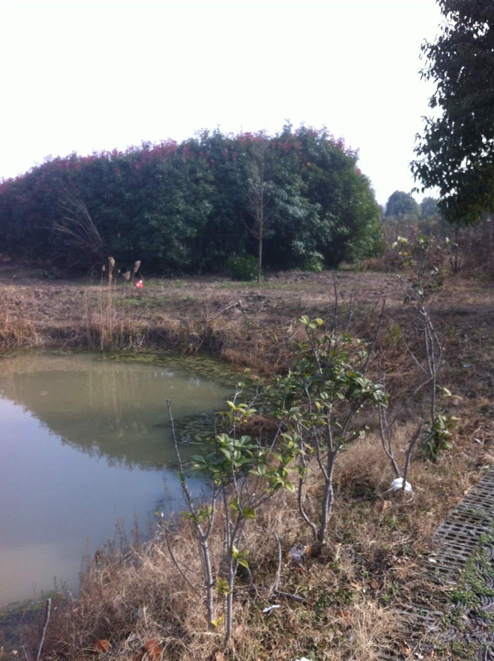 【首发申精】上海申亚乡村度假农园 饭店环境