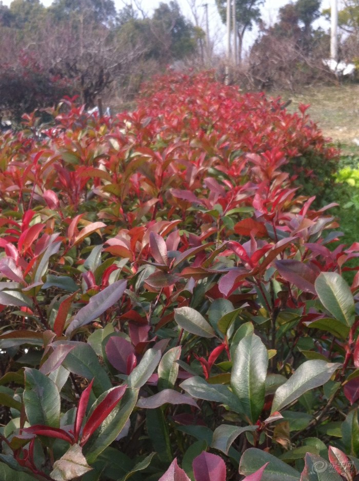 【申牛】上海申亚乡村度假农园