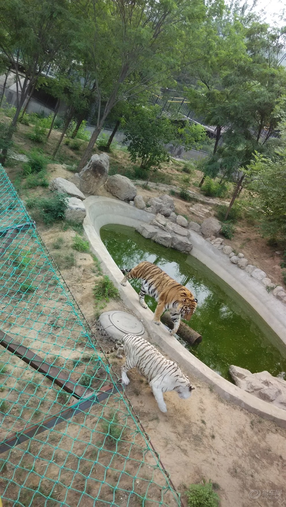 【初夏自駕】自駕遊石家莊動物園