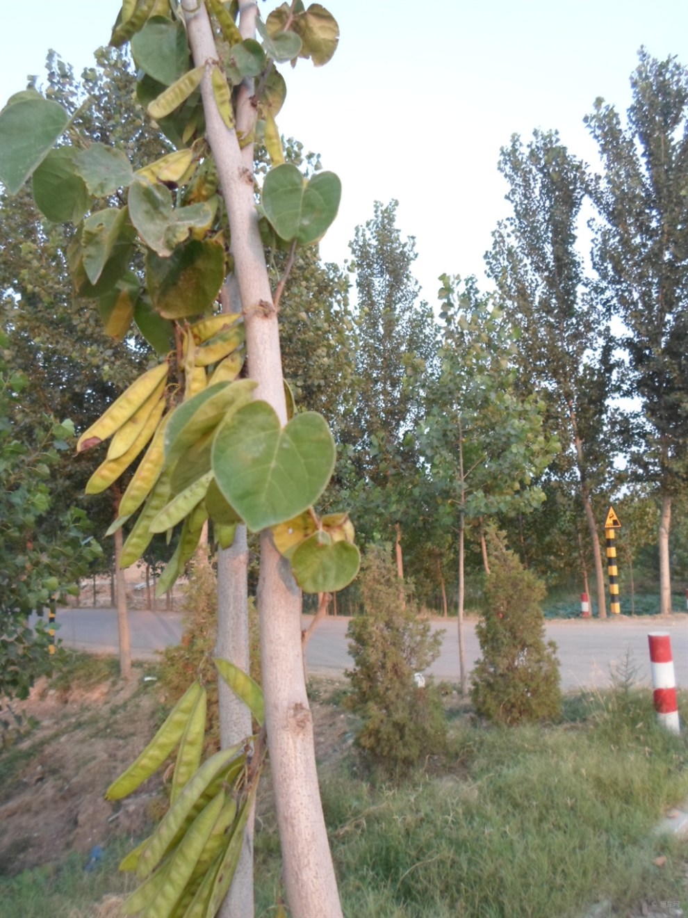 【首发原创】紫荆果荚