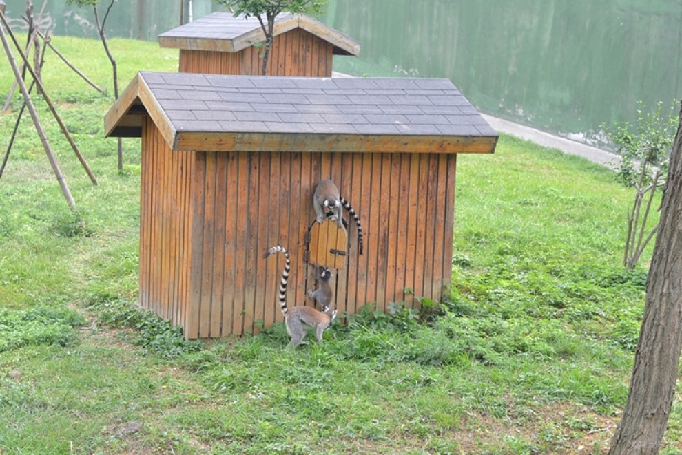 合肥野生動物園遊記【二】