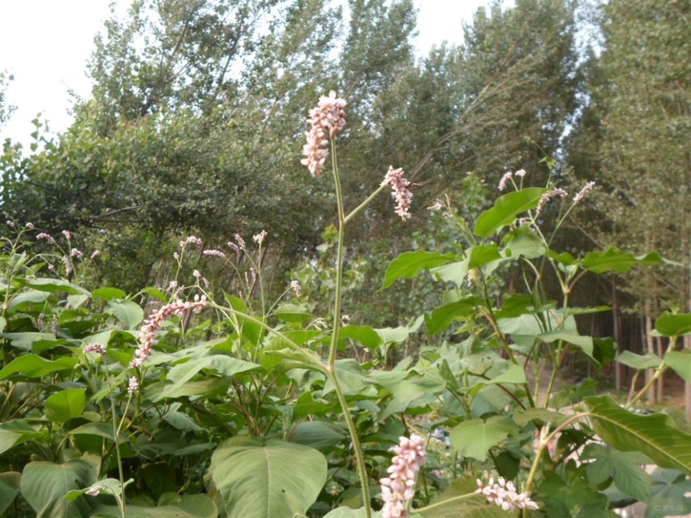 【首发原创】欣赏漂亮的长穗花