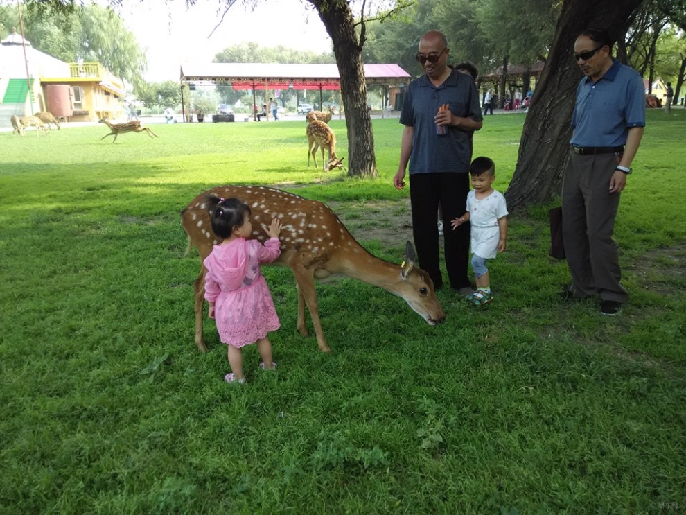 赛汗塔拉公园游记(三)-------鹿城看鹿