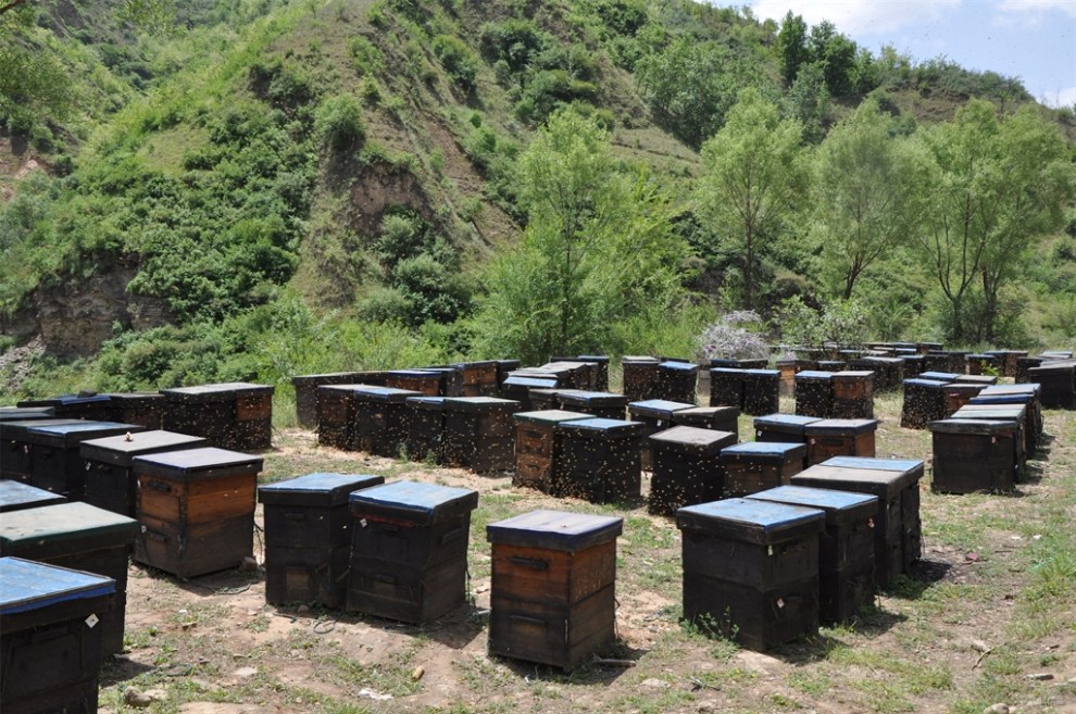 【原创首发】大山里的养蜂人