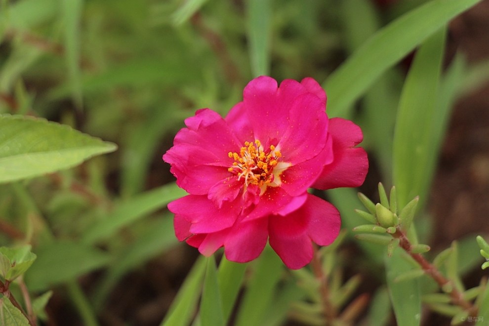 【原创首发】复瓣太阳花