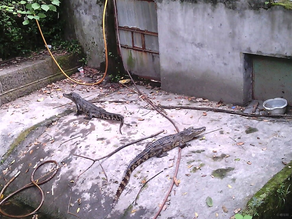 帶著岳父母遊動物園