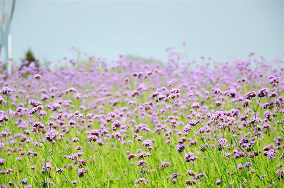 【原創實拍】薰衣草花海