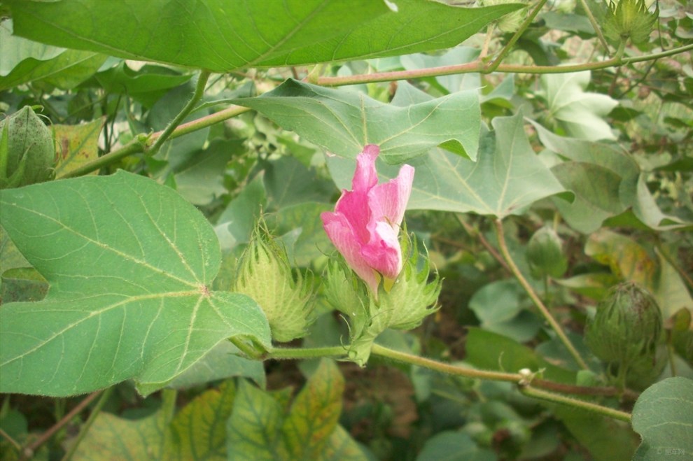 《精華帖大比拼》棉花開花