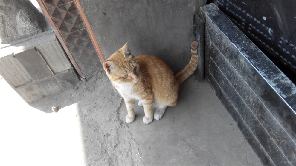 【【家有大明星】骄傲的黄猫】_宠物当家社区图片集