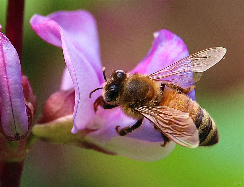 蜜蜂欣赏