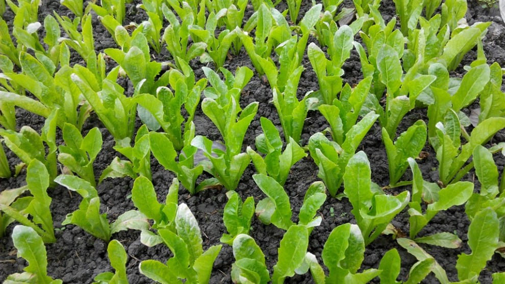 【每日图鉴】外婆家的莴笋苗