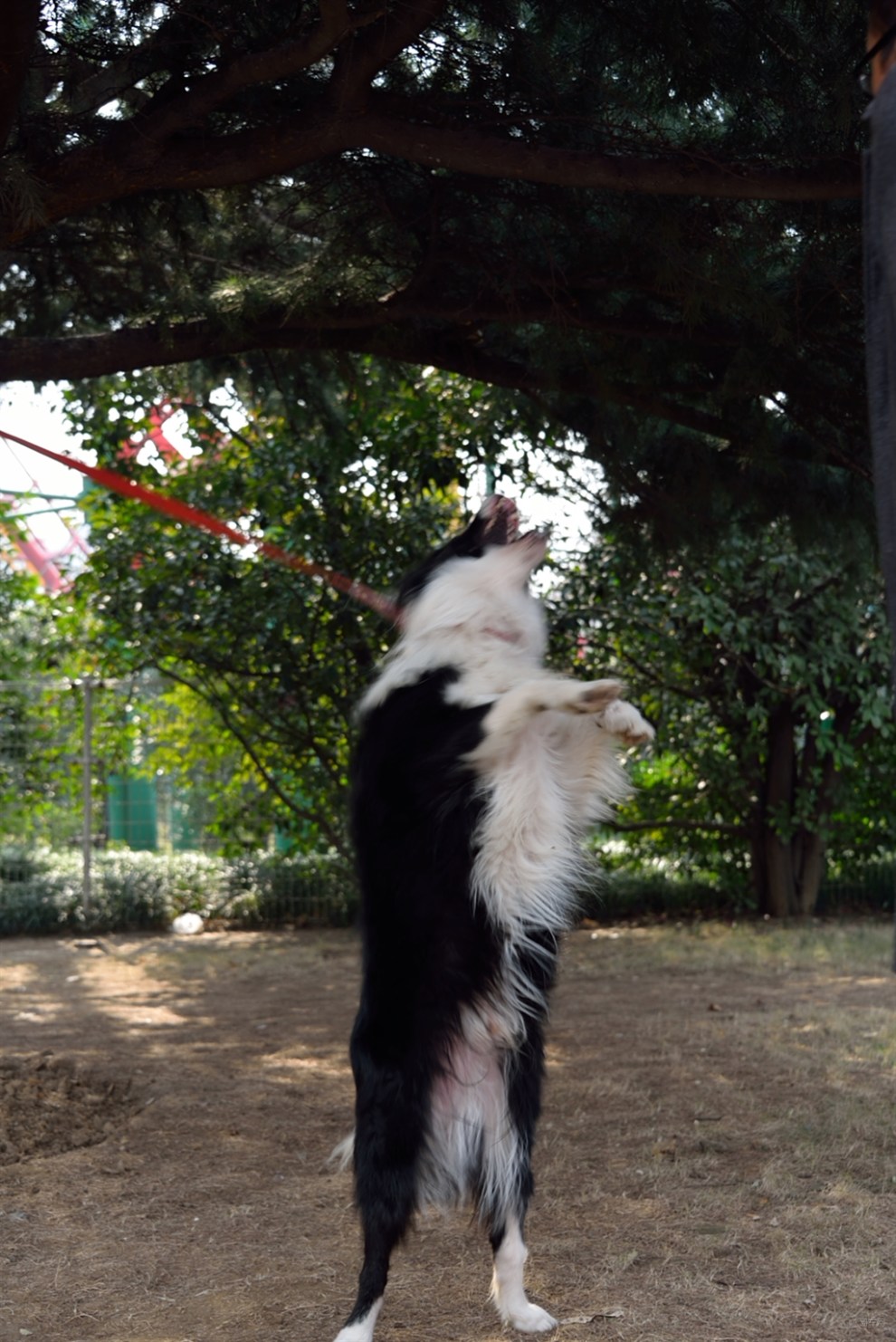 【開心萌寵迎新春】邊牧犬的小憩時光